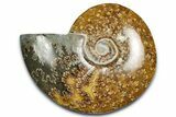 Polished Ammonite (Cleoniceras) Fossil - Madagascar #339253-1
